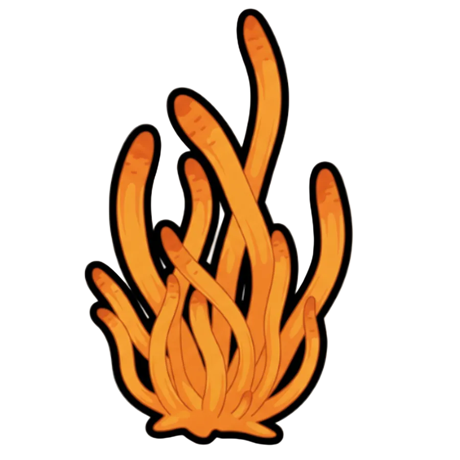 cordyceps militaris mushroom liquid culture