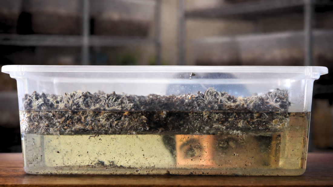 face looking through water filled monotub with substrate cake floating in top
