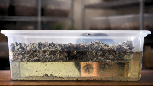 face looking through water filled monotub with substrate cake floating in top