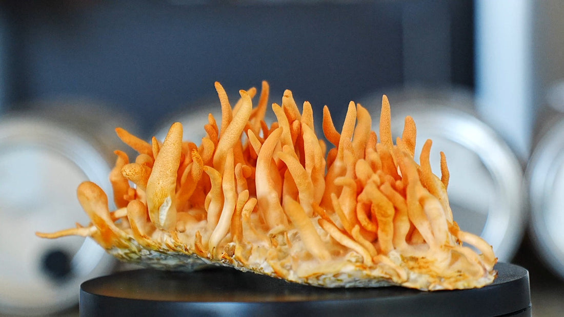 Bright orange Cordyceps militaris clusters growing from a shallow colonized rice cake.