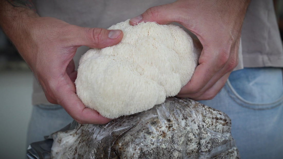 A harvested Lion’s Mane mushroom held above its colonized hardwood block.