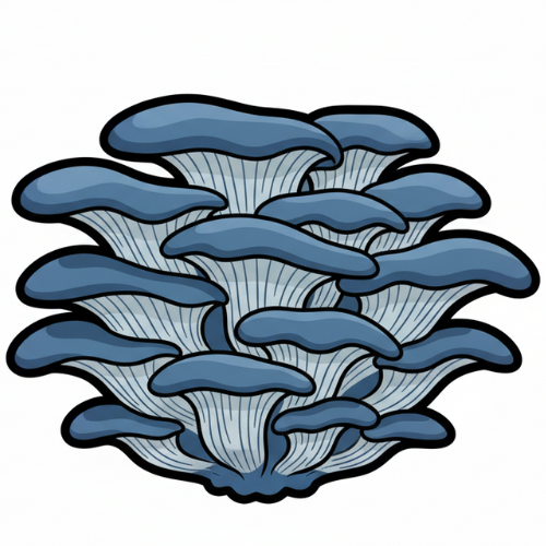 Blue oyster mushroom liquid culture