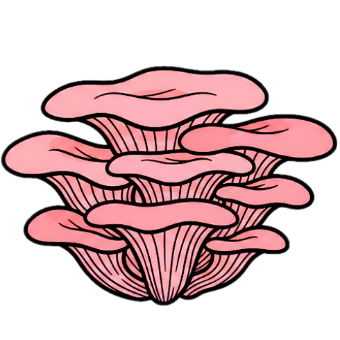 Pink oyster mushroom liquid culture