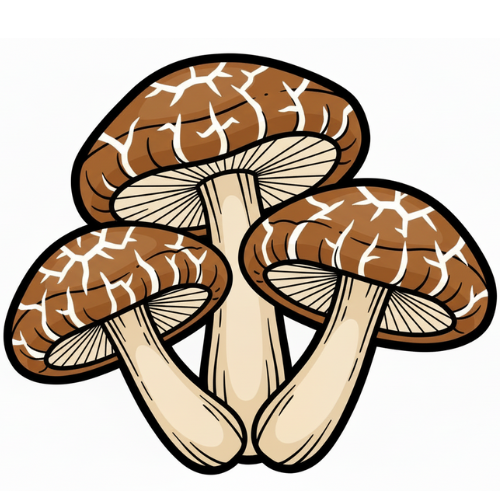 Shiitake Mushroom