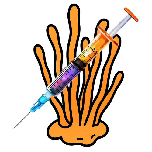 Cordyceps Militaris Mushroom Liquid Culture
