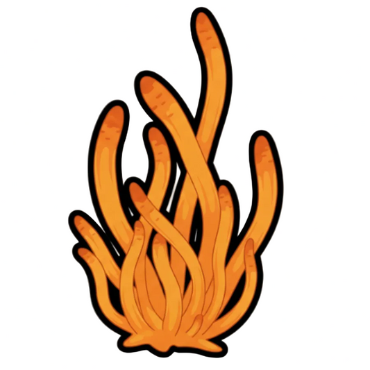 cordyceps militaris mushroom liquid culture