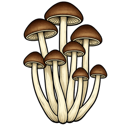 pioppino mushroom liquid culture